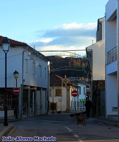 CÃES NA RUA.JPG