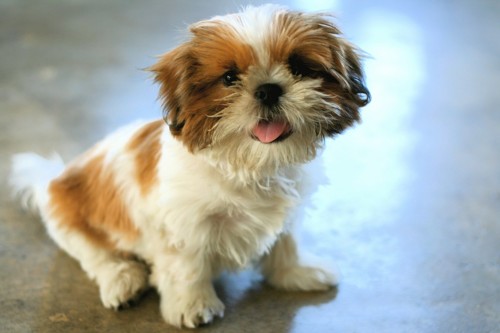 Shih Tzu Shih Tzu
