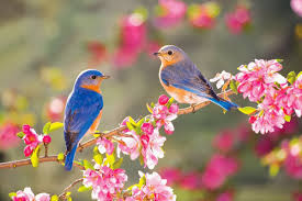 Primavera.jpg Primavera.jpg