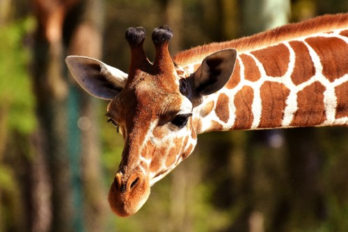 giraffe-2222908_1920.jpg giraffe-2222908_1920.jpg