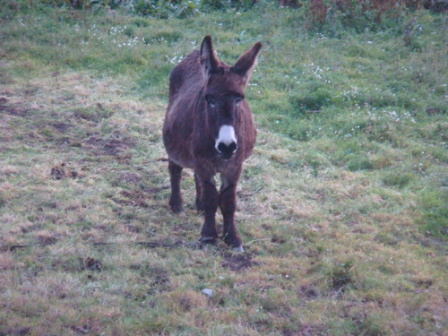 BURRO.JPG