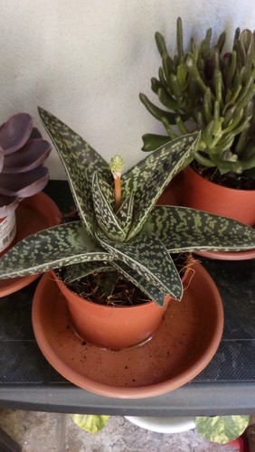 IMG_20170816_124918.jpg IMG_20170816_124918.jpg