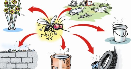 dengue-1.jpg dengue-1.jpg