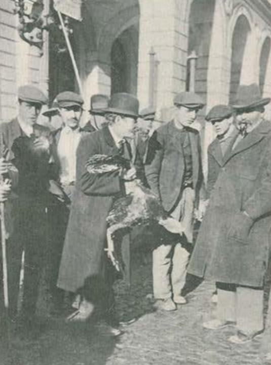 perus ilustracao portuguesa2.png