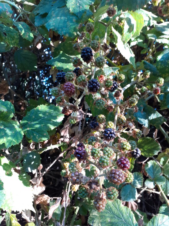 amoras. azinhaga porcozunho. Foto original. 01.07.22.