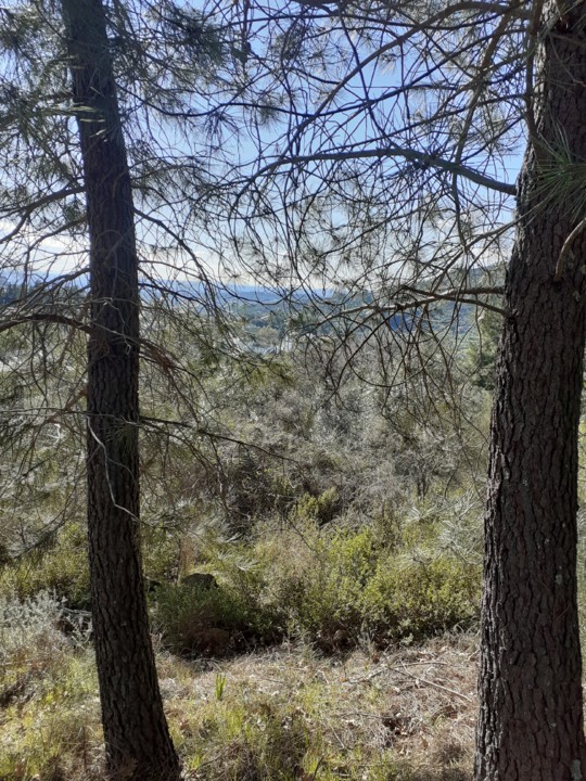 Pinhal. Portalegre. Foto Original. 2021.01.10.jpg