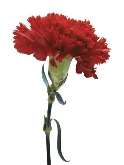 a442c241a5af4ec8a177e8f68d7aaccb.jpg a442c241a5af4ec8a177e8f68d7aaccb.jpg