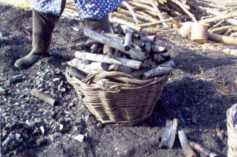 RECOLHA DO CARVÃO.jpg