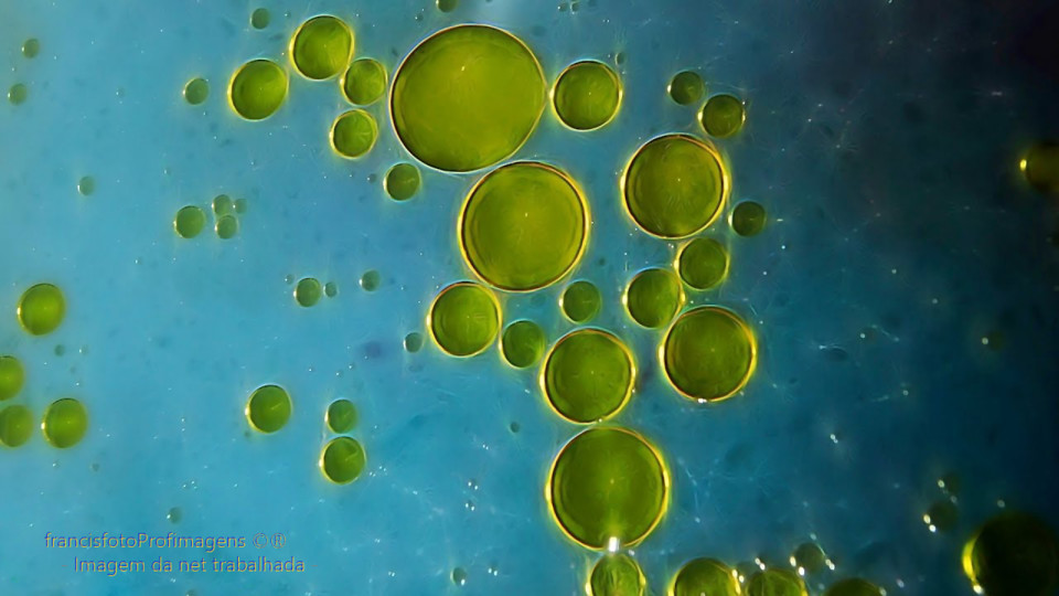 Andando lado a lado....jpg