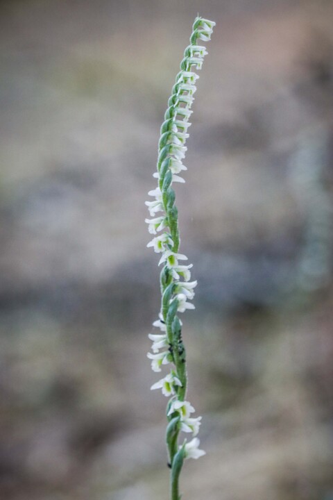 orquidea de outono 2.jpg