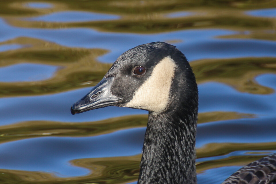 ganso-do-canada a 2.jpg