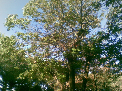 Copa do Castanheiro. Foto original de F.M.C.L.2014. jpg