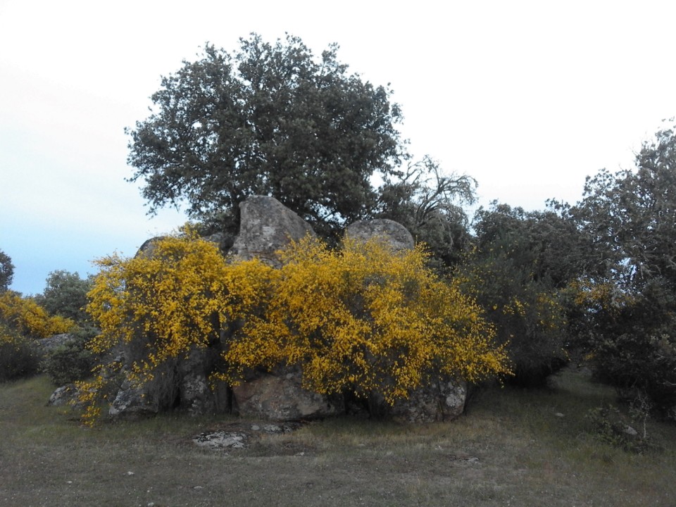 Foto Original. Giestas. 2019.04.jpg