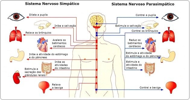 sistemanervosoparassimpaticoesimpatico2-cke.jpg