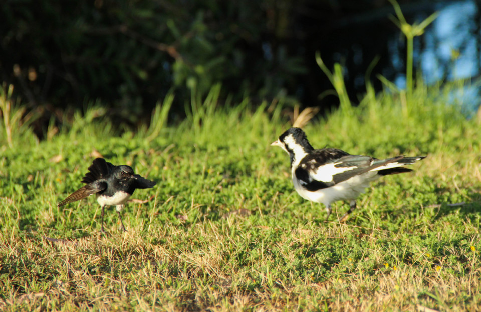 willie wagtail magpie-lark 2.jpg