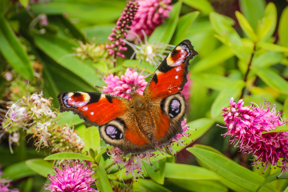 borboleta-pavao 5.jpg