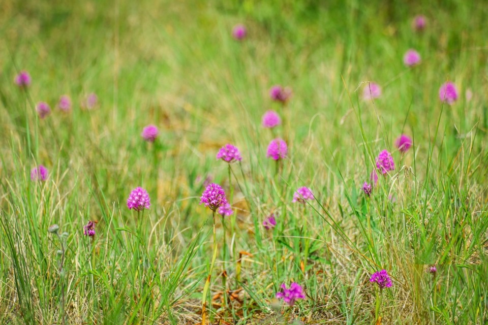 Campo pontuado de orquídeas - Arca de Darwin