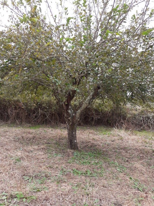 Amoreira II. Foto original. 2021.10.05. jpg