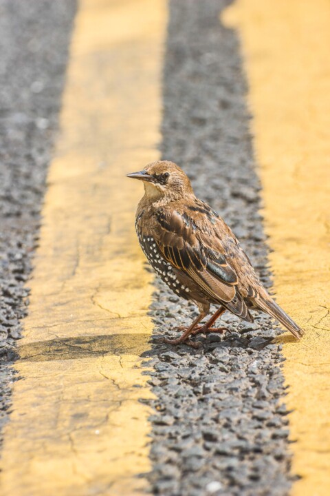 sturnus vulgaris 4.jpg