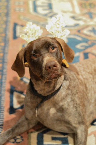 Molly (100 de 1).jpg Molly (100 de 1).jpg