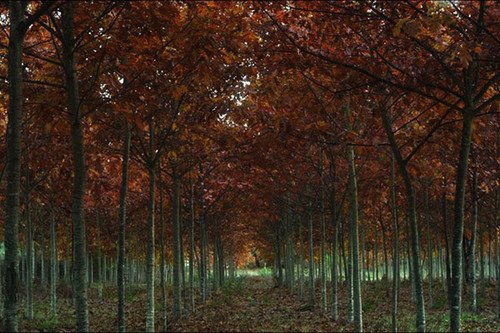 NA ACERT: antes estreia de um filme gravado em Nandufe/Tondela