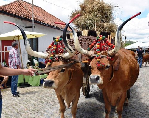 Padornelo Feira dos Tojais 2017 o.jpg