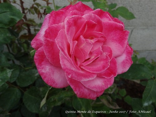 Quinta Monte de Esqueiros - Rosas - Junho 2017 -DS