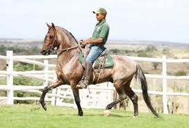 Cavalo Mangalarga.png