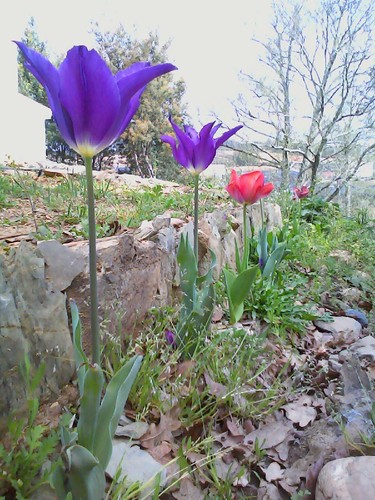 20. Catarina Cruz.jpg