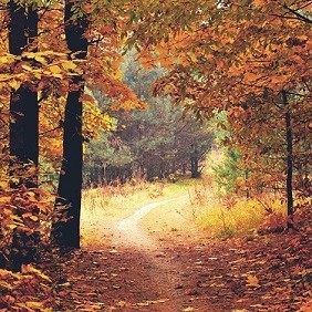 large (1).jpg large (1).jpg