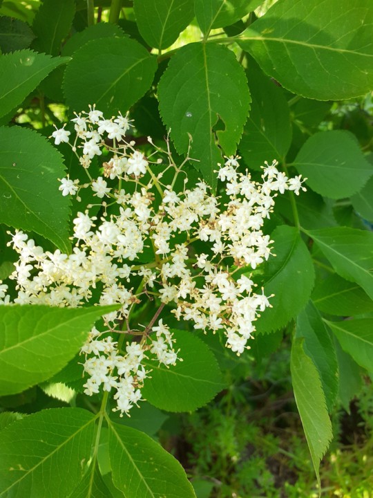 Sabugueiro. Foto original. 2021.05.02.jpg