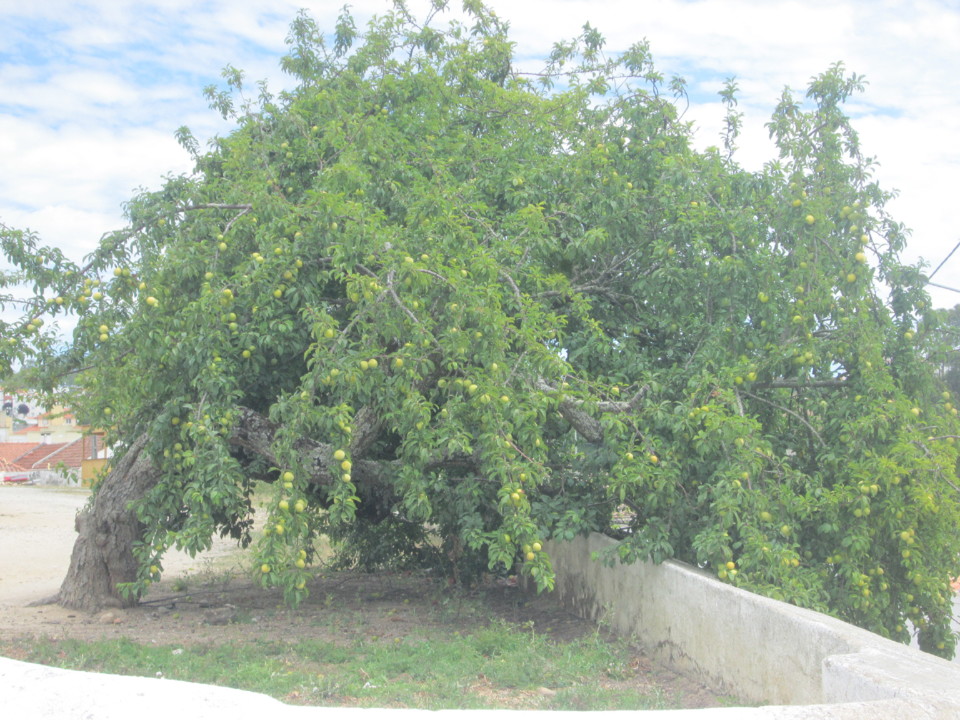 IMG_7628.JPG IMG_7628.JPG