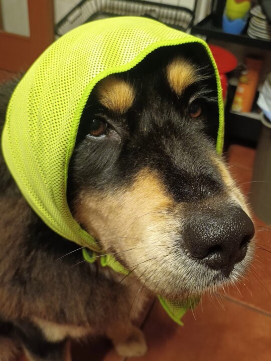 Não me canso disto avozinha.jpg