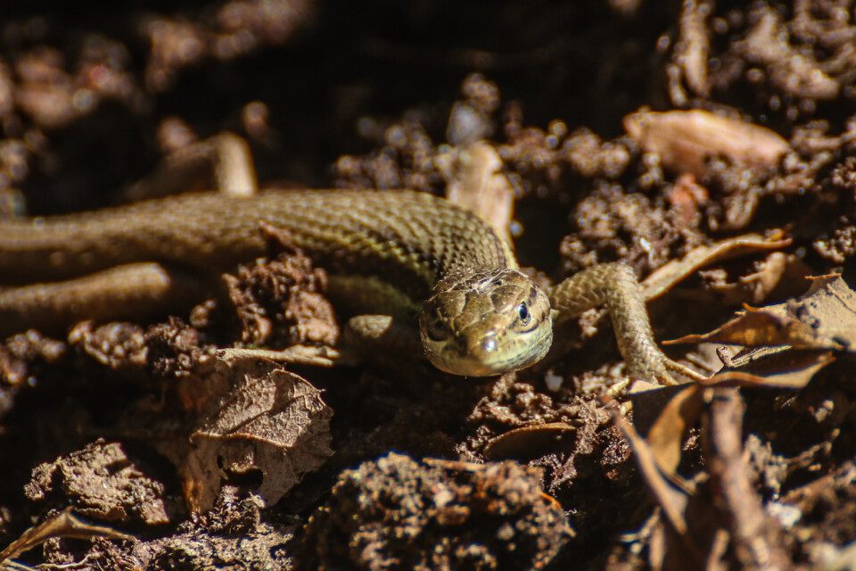 montachique marco 9.jpg