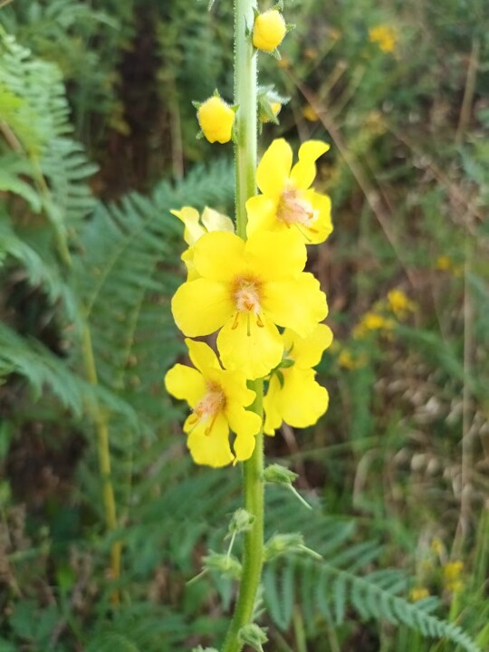 Não me canso disto flores.jpg