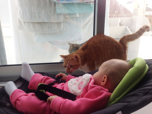 Acacio e o gato da vizinha.jpg