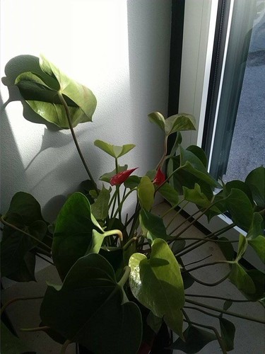 12606926_10208857845587837_933475887_n.jpg 12606926_10208857845587837_933475887_n.jpg