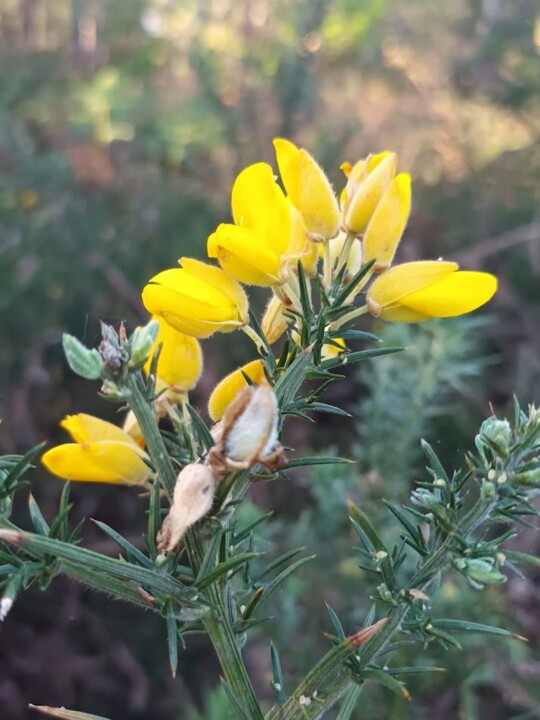 Não me canso disto primavera 5.jpg