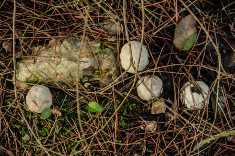 Clathrus ruber 7.jpg Clathrus ruber 7.jpg