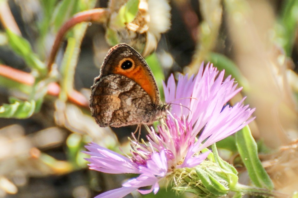 pyronia cecilia 3.jpg