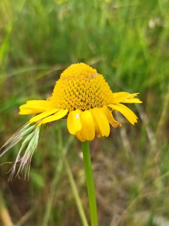 Não me canso disto flores2.jpg