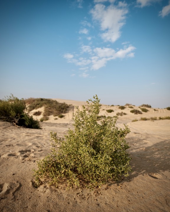 20210116 2021 Asfar Lake008.jpg