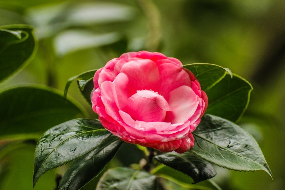 c japonica-29 (1024x683).jpg c japonica-29 (1024x683).jpg