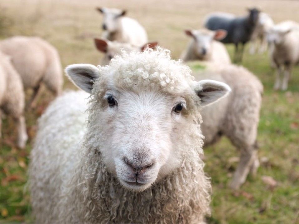 stockphoto-sheep.jpeg