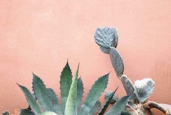 50245445_1682502365238345_4573978434656534528_n.jp