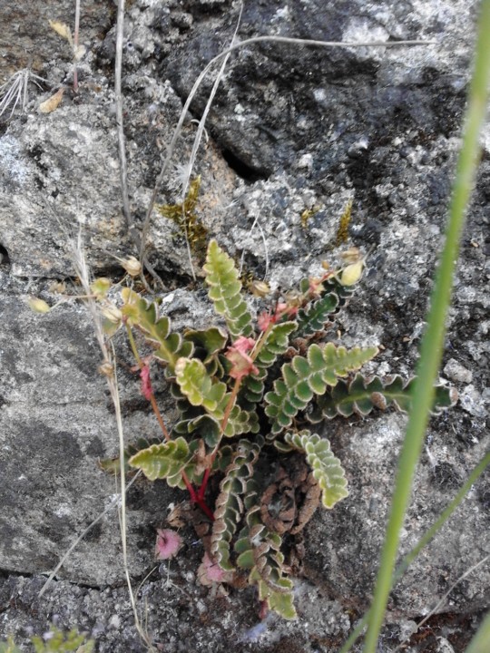 Foto Original. Feto. 2019. 05. jpg