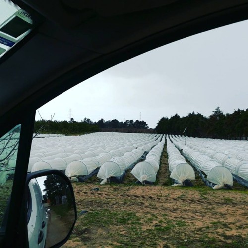 28795952_1058515947621499_8577508726025208860_n.jp