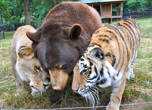 Tigre, urso e leoa.jpg