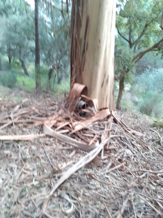 Eucalipto na Serra. Foto original. 2021. 01. jpg