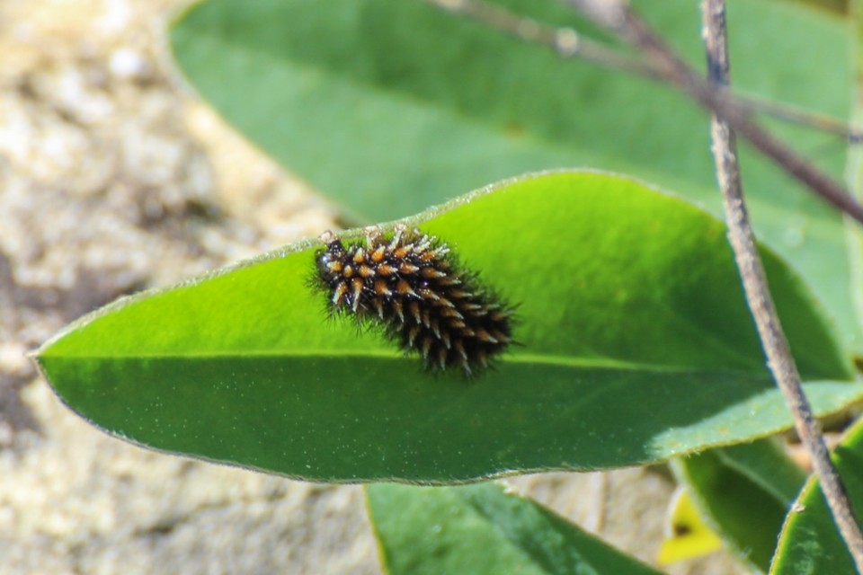 melitaea deione 3.jpg